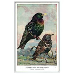Vintage National Audubon Society Starling Birds Postcard Allan Brooks Art
